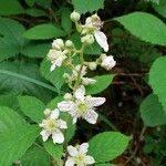 Rubus scaber Flower
