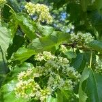 Hovenia dulcis Floare