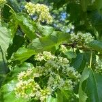 Hovenia dulcis Blomst