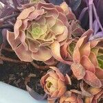 Aeonium leucoblepharum Květ