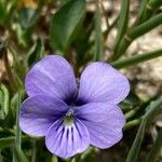 Viola argenteria