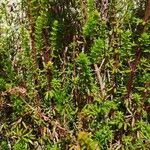 Galium lucidum List