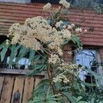 Begonia luxuriansЦветок