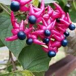 Clerodendrum trichotomum Blüte