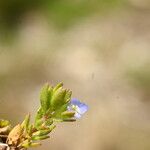 Veronica verna Leaf