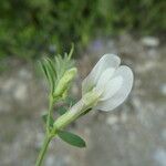 Vicia lutea Flor