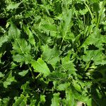 Silphium perfoliatum Feuille