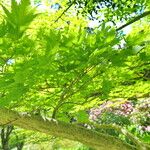 Acer sieboldianum Blad