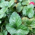 Potentilla indica Hoja