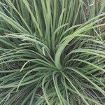 Agave stricta ഇല