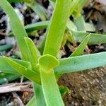 Carpobrotus acinaciformis葉