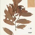 Naucleopsis oblongifolia Yaprak