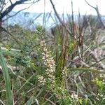 Epacris microphylla പുഷ്പം