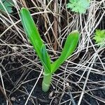 Sternbergia lutea Foglia