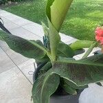 Musa acuminata Feuille