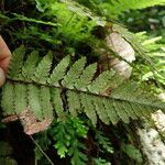 Arthropteris monocarpa Φύλλο