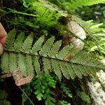 Arthropteris monocarpa Folla