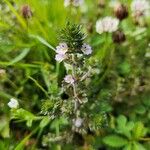 Euphrasia stricta Fiore