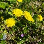 Crepis sancta Flower