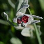 Cynoglossum cheirifolium പുഷ്പം
