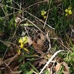 Polygala flavescens फूल