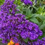 Heliotropium arborescens Cvet
