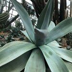 Agave guiengola Blad