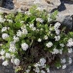 Asperula hirta Leaf