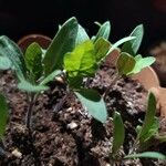 Petunia × atkinsiana Лист