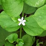 Claytonia sibirica Blüte