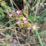 Centaurium littoraleLorea