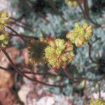 Eriogonum caespitosum Hábitos