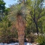 Yucca thompsoniana Foglia