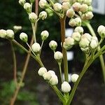 Filipendula vulgaris Kukka