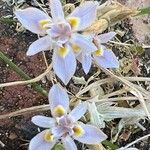 Moraea sisyrinchium Flower