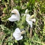 Pedicularis gyroflexa Flor