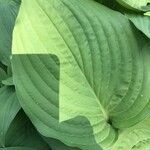 Hosta sieboldiana Folha