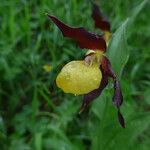 Cypripedium calceolus Flors