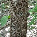 Cornus rugosa Kůra