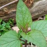 Scrophularia nodosa Leaf