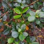 Escallonia rubra Blad