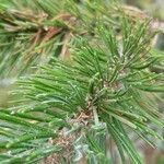 Pinus aristata पत्ता