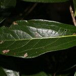 Diospyros salicifolia 叶