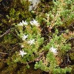 Sedum moranense Habit