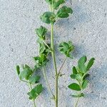 Lotus corniculatus Leaf