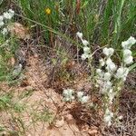 Bombycilaena erecta 整株植物