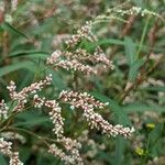 Persicaria decipiens Цвят