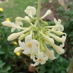 Carica papaya Flors