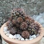 Mammillaria voburnensis 葉