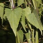 Spananthe paniculata Лист